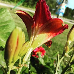 Fleur